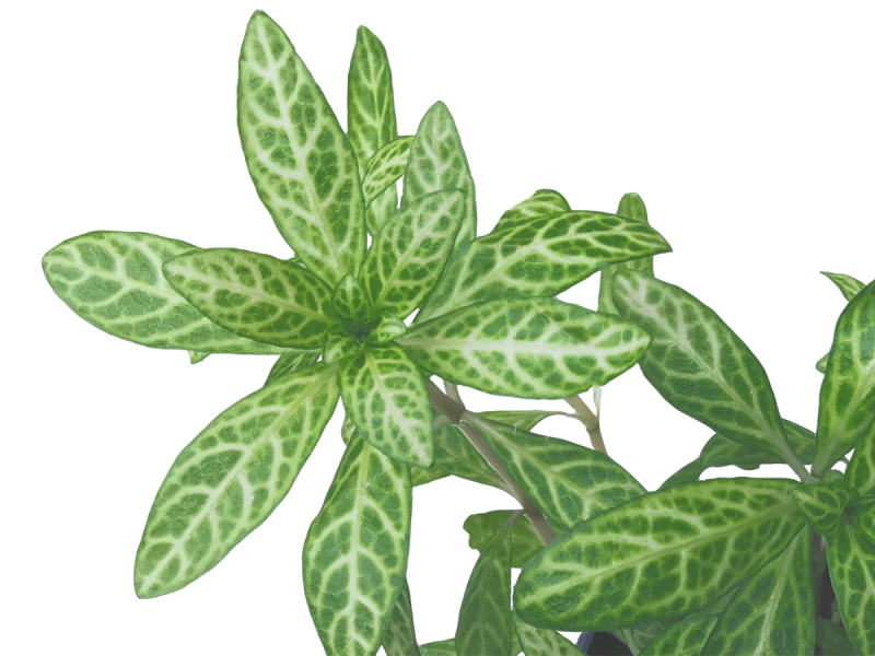 Preview: Indischer Sonnen-Wasserfreund - Hygrophila polysperma 'Sunset'